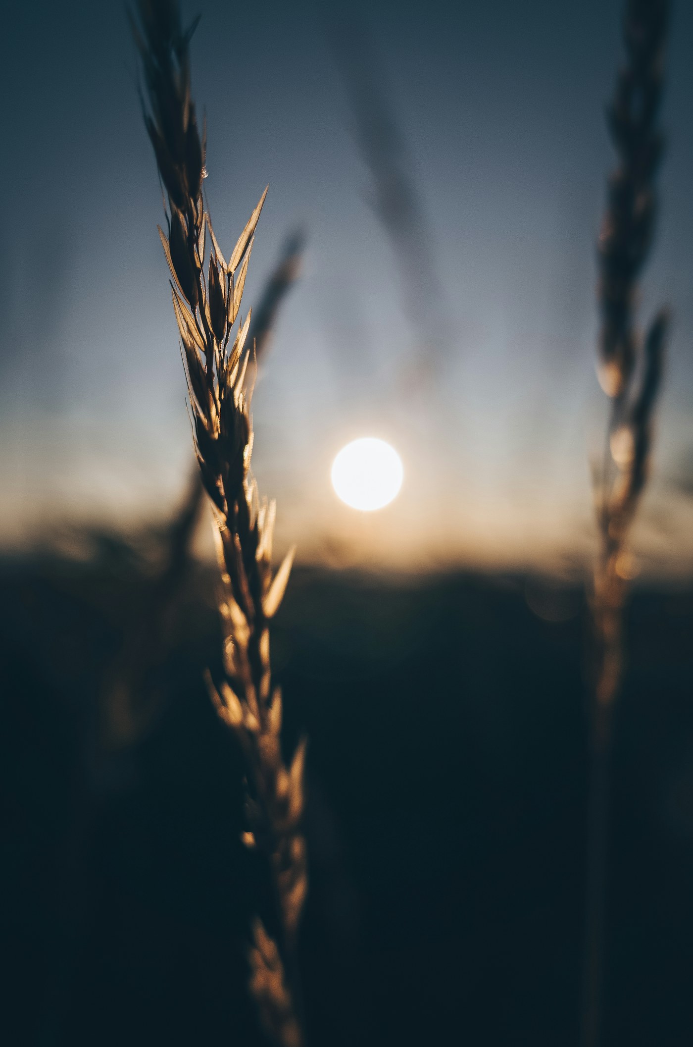 Wheat heads illuminated by golden sunlight